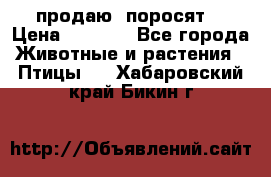 продаю  поросят  › Цена ­ 1 000 - Все города Животные и растения » Птицы   . Хабаровский край,Бикин г.